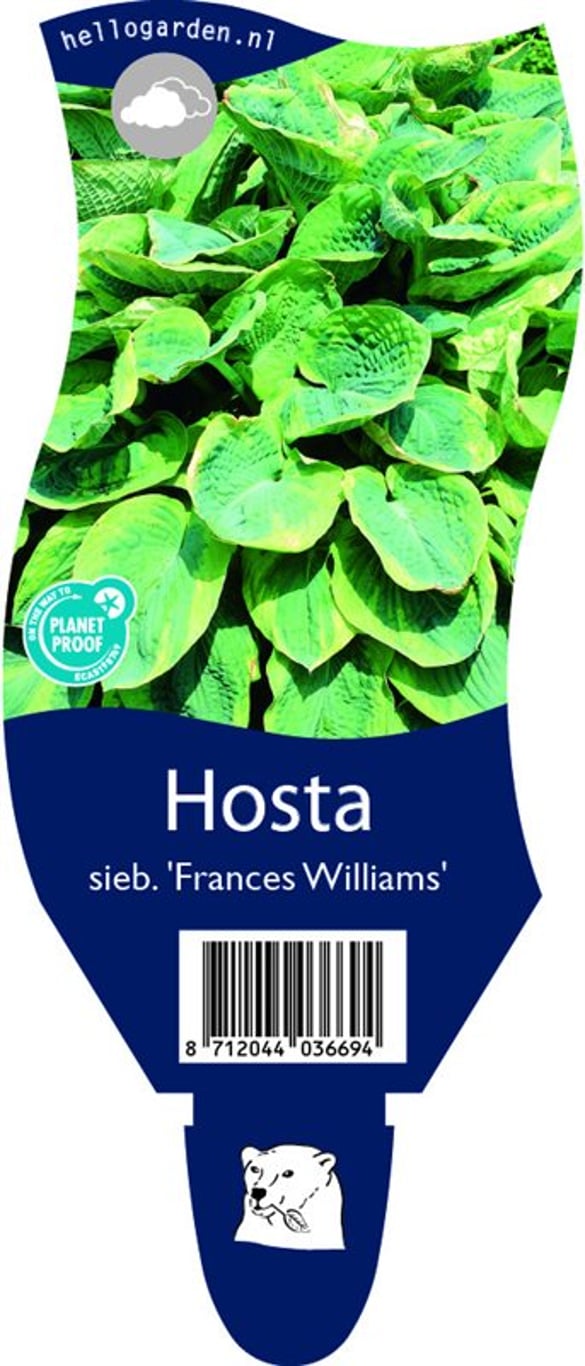 Hosta sieb. 'Frances Williams' - P11